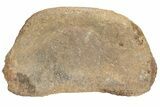 Hadrosaur (Edmontosaur) Phalange With Metal Stand - Wyoming #214253-6